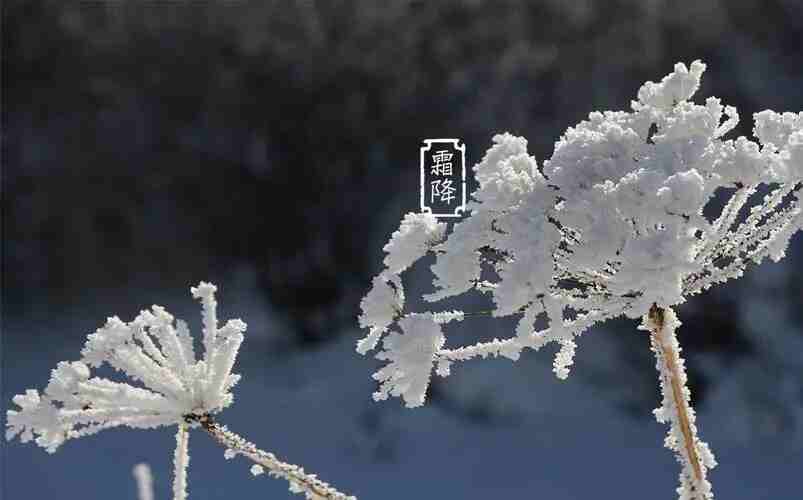 泡芙app下载木业 | 寒霜降，染秋霜